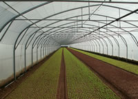 POLYPLANTS 1 S - Greenhouse coverings
